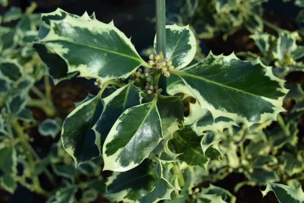 Ilex aquifolium 'Argentea Marginata' 30-40 cm